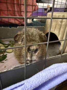 Rescue Short Haired Guinea Pigs for Adoption in Greece, New York - Jack | PetCurious